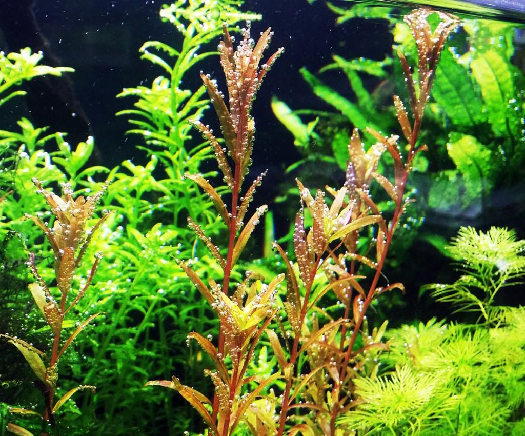 Aquatic plants clearance! For Sale or Trade Aquatic Plant Central